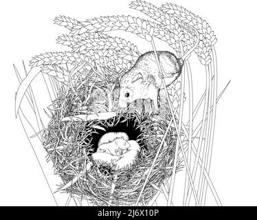 Schwarz-weiße Liniendarstellung einer europäischen Holzmaus (Apodemus sylvaticus)/ Feldmaus auf ihrem Nest. Arbeitsblatt zu Buchkunst, Bildung, Aktivität. Stockfoto