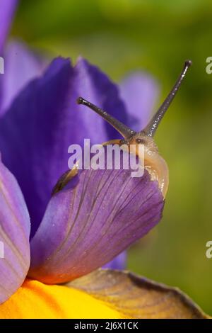 Wunderschöne Gartenschnecke aus der Nähe einer lila Irisblume in voller Blüte. Natur Tierwelt im Frühling in Norfolk England Stockfoto