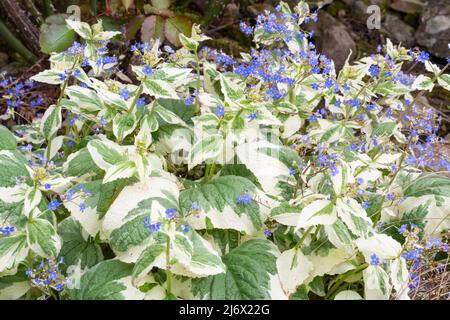 Brunnera Macrophylla 'Dawsons White' Stockfoto