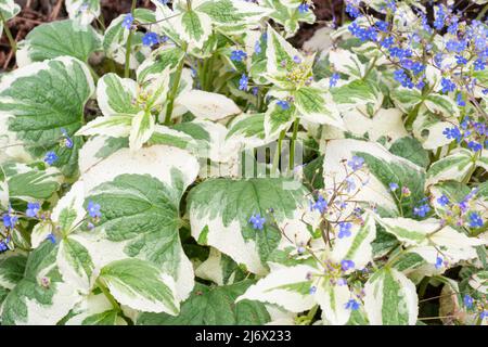 Brunnera Macrophylla 'Dawsons White' Stockfoto