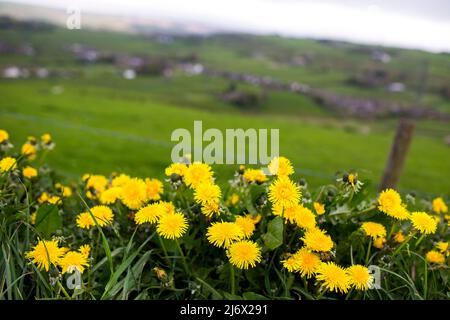 Taraxacum ist eine große Gattung blühender Pflanzen aus der Familie der Asteraceae, die aus Arten besteht, die allgemein als Löchzapfen bekannt sind. Die wissenschaftliche und Hobby-Studie der Gattung ist bekannt als Taraxacologie.die Gattung ist in Eurasien und Nordamerika heimisch, aber die beiden häufigsten Arten weltweit, T. officinale (der gemeinsame Dandelion) und T. erythrospermum (der rotgesäte Dandelion), wurden aus Europa nach Nordamerika eingeführt und vermehren sich jetzt als Wildblumen. Beide Arten sind in ihrer Gesamtheit essbar.der gebräuchliche Name ist der Dandelion. Stockfoto