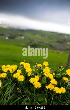 Taraxacum ist eine große Gattung blühender Pflanzen aus der Familie der Asteraceae, die aus Arten besteht, die allgemein als Löchzapfen bekannt sind. Die wissenschaftliche und Hobby-Studie der Gattung ist bekannt als Taraxacologie.die Gattung ist in Eurasien und Nordamerika heimisch, aber die beiden häufigsten Arten weltweit, T. officinale (der gemeinsame Dandelion) und T. erythrospermum (der rotgesäte Dandelion), wurden aus Europa nach Nordamerika eingeführt und vermehren sich jetzt als Wildblumen. Beide Arten sind in ihrer Gesamtheit essbar.der gebräuchliche Name ist der Dandelion. Stockfoto