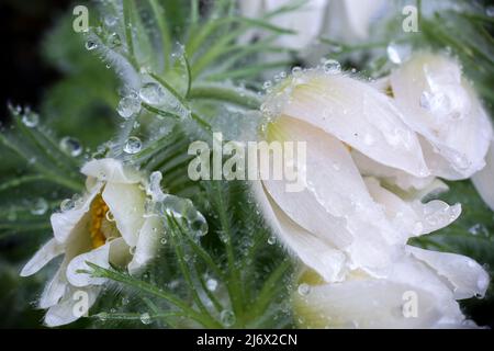 Medizinische Pflanze Eastern pasqueflower ( Pulsatilla Patens) mit Wassertropfen und Schnee bedeckt, Makro, Nahaufnahme Stockfoto