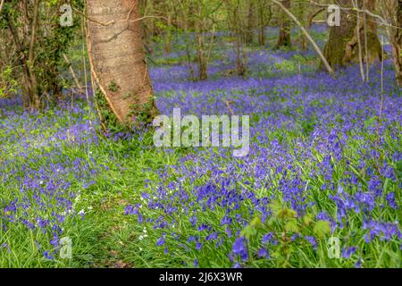 Teppich aus schönen Bluebells ein Symbol der Demut Beständigkeit Dankbarkeit und ewige Liebe unter Bäumen im Wald Stockfoto