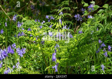 Schöne Bluebells ein Symbol der Demut Beständigkeit Dankbarkeit und ewige Liebe wachsen durch leuchtend grüne Farn Stockfoto