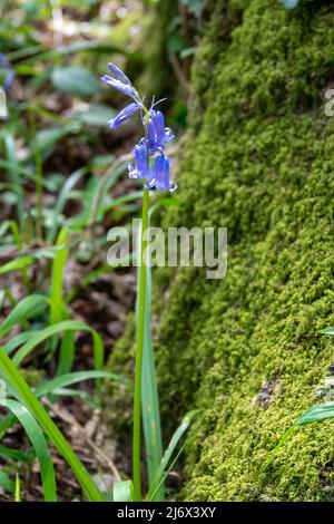 Schöne Bluebells ein Symbol der Demut Beständigkeit Dankbarkeit und ewige Liebe mit einem Baumstamm bedeckt mit Moos im Hintergrund Stockfoto