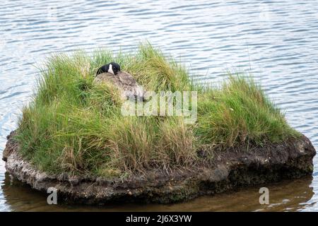 kanadas schlafende Gans auf einer Insel im Meer Stockfoto