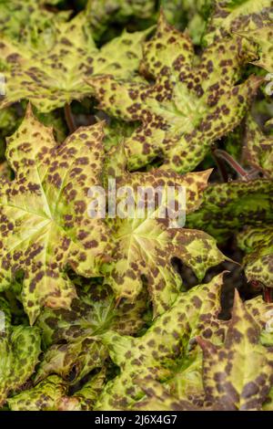 Makroportrait von Podophyllum versipelle 'fleckige Dotty, Blätter, die Muster und Textur zeigen Stockfoto