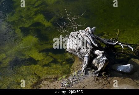 Das berühmte El Capitan liegt vor dem berühmten Yosemite Valley (US-Nationalpark), Mariposa CA Stockfoto