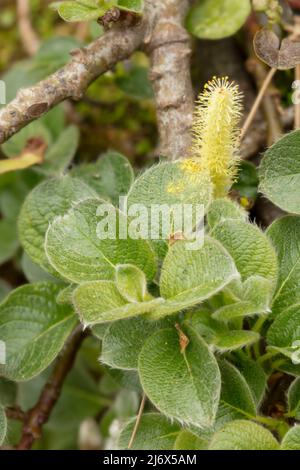 Enge Nahaufnahme Pflanzenportrait von Salix nakamurana var. yezoalpina, schleichende Alpenweide, gegen Stein Stockfoto