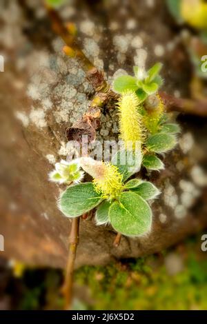 Enge Nahaufnahme Pflanzenportrait von Salix nakamurana var. yezoalpina, schleichende Alpenweide, gegen Stein Stockfoto