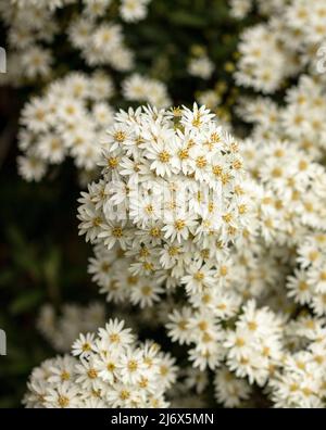 Natürliches Nahaufnahme-Pflanzenportrait von Olearia × scilloniensis, Scilly Daisy Bush, Blumen Stockfoto