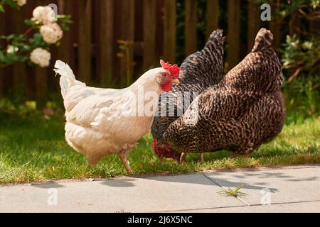 Ein Haufen Huhn im Freien im Grünen Stockfoto