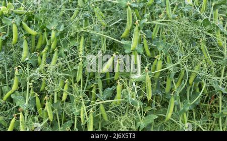 Nette Yellow Field Erbsen 'Pisum sativum' reifen im Feld, Tautropfen, Delta Junction, Alaska. Stockfoto