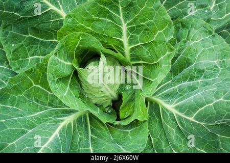 Wheelers Imperial Cabbage wächst in einem No-Grab-Stil Gemüsegarten im Frühjahr. Stockfoto