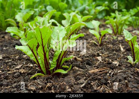 Junge, mehrfach gesät F1 Pablo Rote Beete Pflanzen, die im Frühjahr in einem No-DIG Gemüsegarten wachsen. Stockfoto