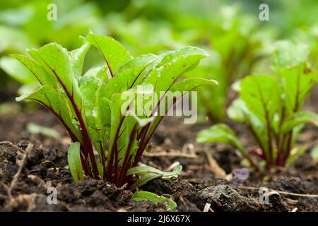 Junge, mehrfach gesät F1 Pablo Rote Beete Pflanzen, die im Frühjahr in einem No-DIG Gemüsegarten wachsen. Stockfoto