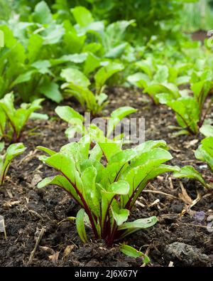 Junge, mehrfach gesät F1 Pablo Rote Beete Pflanzen, die im Frühjahr in einem No-DIG Gemüsegarten wachsen. Stockfoto