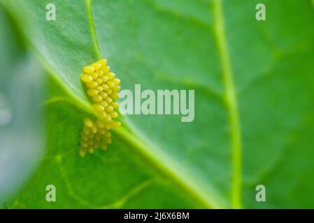 Große Weißkohl-Schmetterlingseier auf der Unterseite eines Brokkoliblattes. Stockfoto