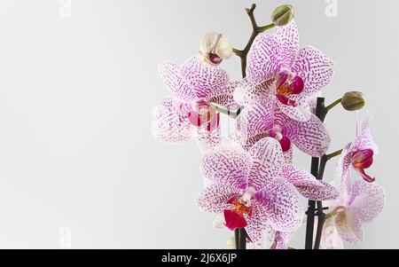 Pink Orchidaceae Phalaenopsis, oder Mottenorchidee close-up auf einem weißen Hintergrund mit Kopierraum Stockfoto