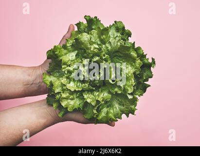 Frischer grüner Salat in den Händen auf rosa Hintergrund, Nahaufnahme, Draufsicht, Anbau eigener Lebensmittel und natürliches Lebensmittelkonzept Stockfoto