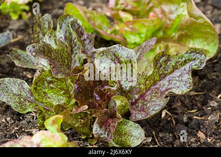 Eine junge, gesprenkelte Oak-Salatpflanze, die im Frühjahr in einem No-DIG-Gemüsegarten wächst. Stockfoto
