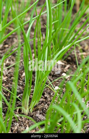 Junge, mehrfach gesät Frühlingszwiebeln, die im Frühjahr in einem No-Grab-Gemüsegarten wachsen. Stockfoto