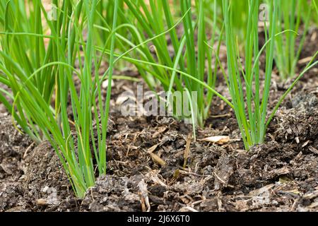 Junge, mehrfach gesät Frühlingszwiebeln, die im Frühjahr in einem No-Grab-Gemüsegarten wachsen. Stockfoto
