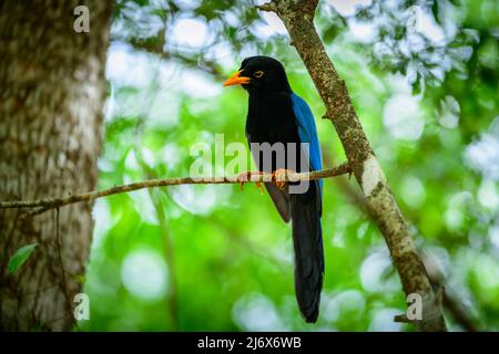 Nahaufnahme des Yucatan jay (Cyanocorax yucatanicus) - junger Vogel mit gelbem Schnabel und blauem Mantel, der auf einem Zweig in der Nähe von Campeche, Halbinsel Yucatan, thront Stockfoto