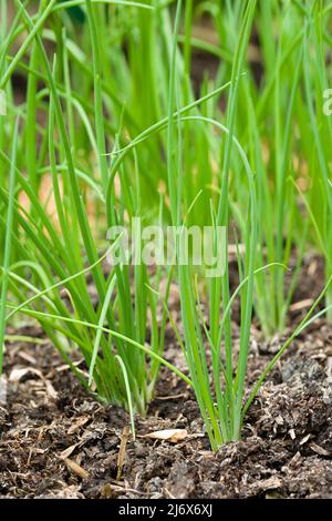 Junge, mehrfach gesät Frühlingszwiebeln, die im Frühjahr in einem No-Grab-Gemüsegarten wachsen. Stockfoto