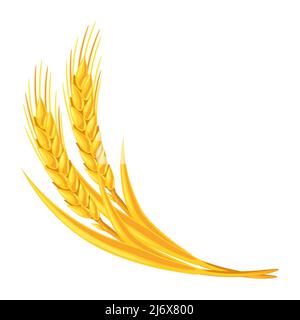 Illustration von Weizenbündel. Landwirtschaftliche Bild natürliche goldene Ohren von Gerste oder Roggen. Stock Vektor