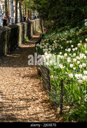 Weiße Tulpen im Central Park, New York City Stockfoto
