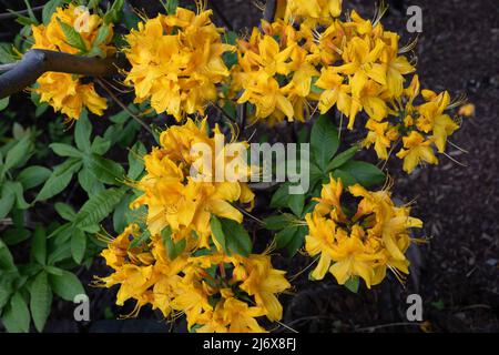 Rhododendron luteum Sweet, Yellow Azalea oder Honeysuckle Azalea blühende Blüten in der Familie Ericaceae. Stockfoto