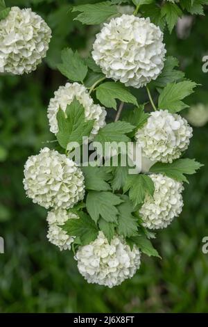 Viburnum opulus roseum blühende Blüten, Europäischer Cranberrybusch oder Schneeballbusch, Laubstrauch in der Familie: Adoxaceae. Stockfoto