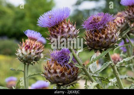 Cardoon (Cynaro cardunculus L.) oder Artischocken Distelblüten, mehrjährige Pflanze in der Familie: Asteraceae, einheimische Region: westliche und zentrale Mediterran Stockfoto