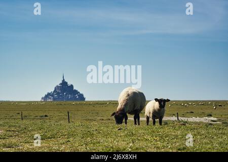 Wunderschöne Aussicht auf die berühmte Tideninsel Mont Saint-Michel mit Schafen auf Feldern, blauem Himmel und einigen Wolken im Hintergrund Stockfoto