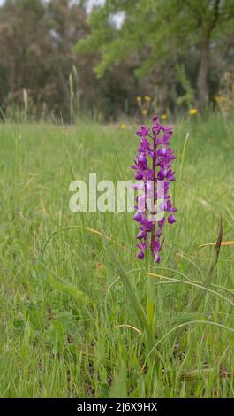 Anacamptis laxiflora Orchidee Stockfoto