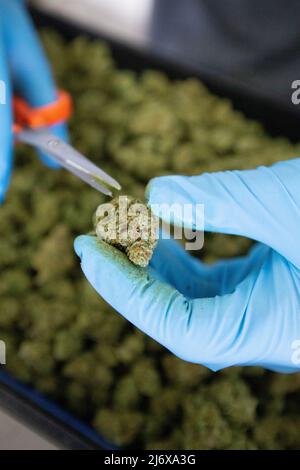 Marihuana Ernte und Pflanzen mit Knospen Stockfoto