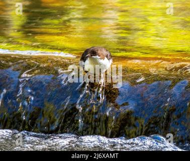 Dipper (Cinclus cinclus) auf dem Wasser, West Lothian, Schottland. Stockfoto