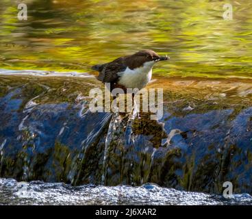 Dipper (Cinclus cinclus) auf dem Wasser, West Lothian, Schottland. Stockfoto