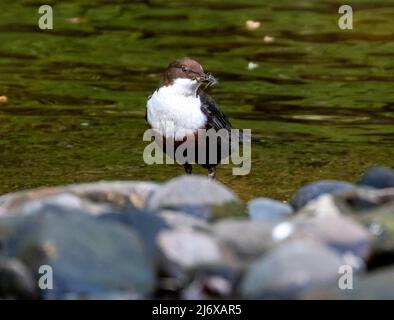 Dipper (cinclus cinclus) thront auf einem Stein, West Lothian, Schottland. Stockfoto