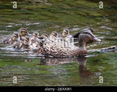 Stockenten-Enten und Enten machen einen Ausflug auf den Fluss Almond im Almondell Country Park, West Lothian. Stockfoto