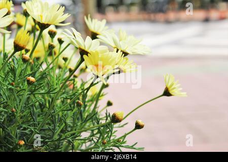 Nahaufnahme gelben Ochsenauge Gänseblümchen Foto Stockfoto