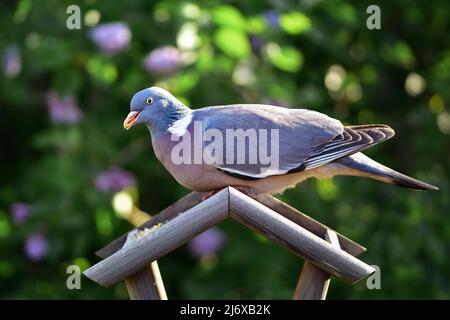 Hinterleuchtete Holztaube (Columba palumbus) am Vogelfutterhäuschen aus nächster Nähe, geringe Schärfentiefe grüner Natur-Hintergrund Stockfoto