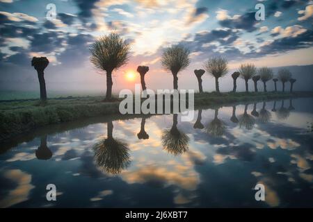 Verknotete Weiden werden an einem nebligen Morgen bei Sonnenaufgang im Wasser reflektiert Stockfoto