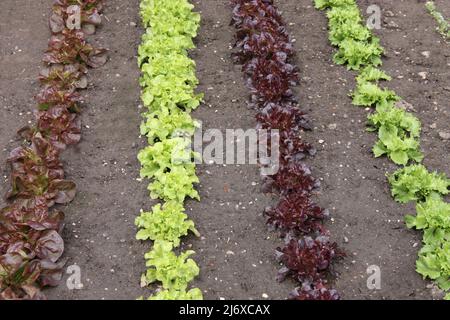 Reihen von verschiedenen Arten von Salaten in einem Garten. Stockfoto