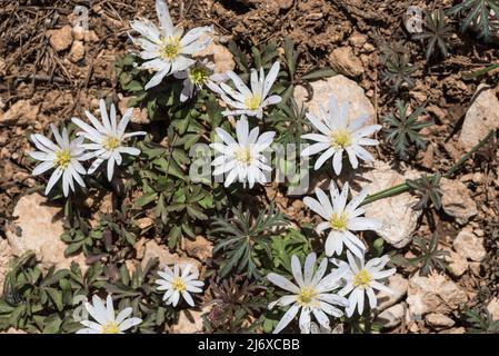 Blühende griechische Windblume (Anemone blanda) Stockfoto
