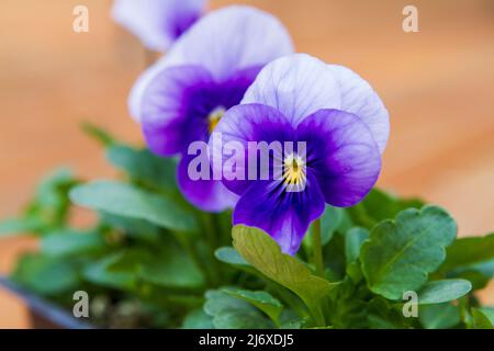 Nahaufnahme von bunten Stiefmütterchen (Viola x wittrockiana) in violetten und blauen Farbtönen mit gelben Zentren, die im Frühjahr gepflanzt werden können. Stockfoto