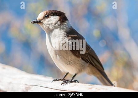 Nahaufnahme eines Grauen Eichelhähers (Perisoreus canadensis) auf einem Holzgeländer am Mt. Walker in Washington State, USA, mit einem schönen Bokeh Hintergrund. Stockfoto