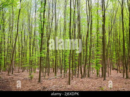 Schmale Stämme und frische grüne Blätter von Buchen in einem Wald im Nationalpark Eifel, Deutschland. Stockfoto